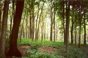 Morton Arboretum woodland