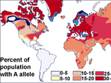 Race and genetics