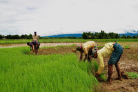 Agriculture of Bangladesh 11