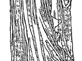 Adelaide de Vermandois (1064-1120)
