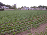 Ludgvan field penwith cornwall