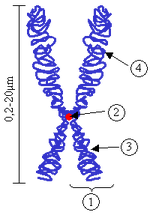 Chromosome