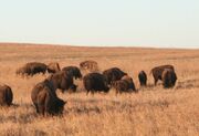 Tallgrass Prairie Nature Preserve in Osage County