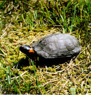 Bog Turtle