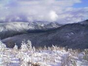 Forest west of  Valley.