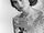 Grace Kelly (1929-1982)