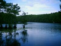 Caddo Lake- Cypress