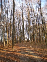 The Hasenholz woods southeast of Kirchheim.