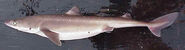 Spiny dogfish (Black Sea Sharks at Risk)