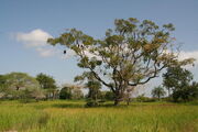 Casamance landscape