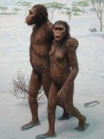 Lucy Australopithecus Laetoliafar