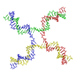 Holliday junction coloured