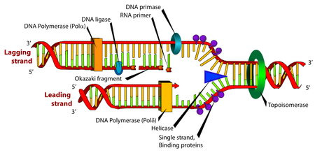 DNA replication. The double helix is unwound by a  and . Next, one  produces the  copy. Another DNA polymerase binds to the . This enzyme makes discontinuous segments (called ) before  joins them together.