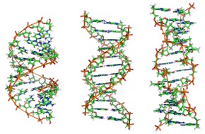 A-DNA, B-DNA and Z-DNA