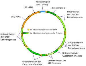 Mitochondrial DNA de