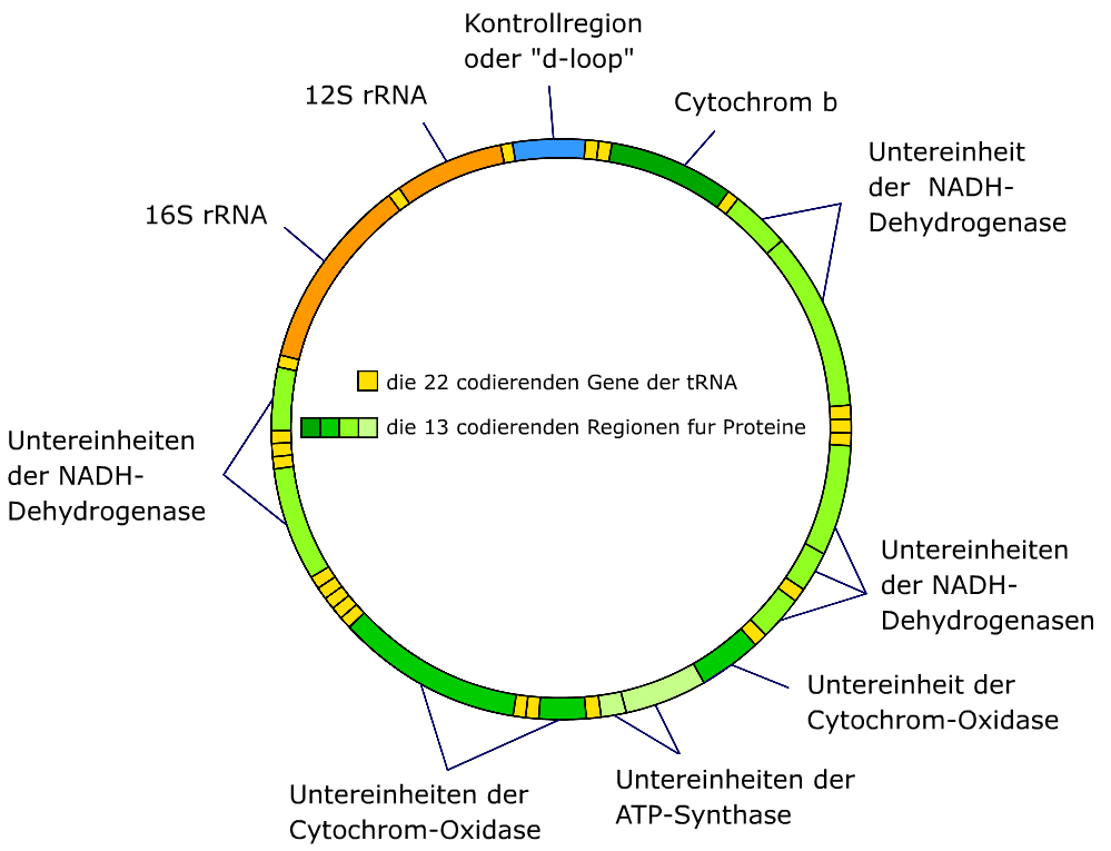 Кольцевая хромосома в митохондриях. Гены митохондриальной ДНК. Строение митохондриальной ДНК. Строение митохондрии с ДНК. Митохондриальная ДНК схема.
