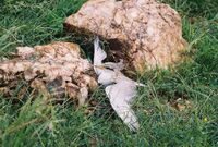 Bhadra rivertern nestling