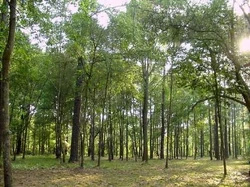 Camniţa Forest Reservation near Constantineşti