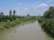 Siret River at Zvoriştea - upstream