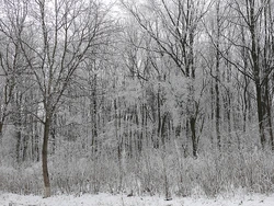 Commune of Dumbrăvița, Maramureș Familypedia Fandom