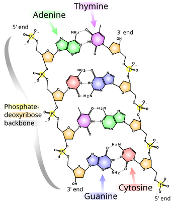 DNA chemical structure