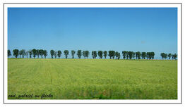 none View of the Bărăgan Plain in Brăila County