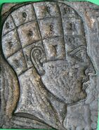 Wooden Head used for Phrenology by George Burgess