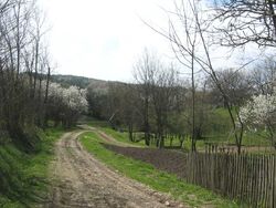 Street in Nucșoara de Sus