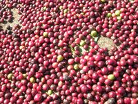 Coffee berries fresh