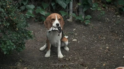 Outback has Gio's athletic glove (2025)