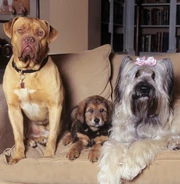 Foster and Annabelle with their pup Raoul (1995)
