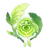 Item Dendroculus