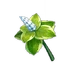 Item Menta