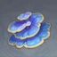 樹王聖體菇