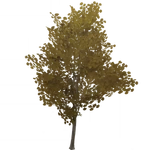 枯れた珍枝の木 (54キロバイト) 枯れた珍枝の木