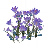 Peaceful Hibiscus Purple