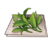 沈玉仙茶