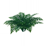 "Brightcrown Plumebush"