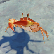 Item Crab Sun