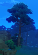 Inazuman Cedar