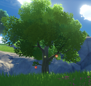Apple Tree