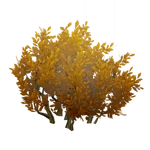 The Belying Toughness