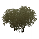 双生素馨 (55キロバイト) 双生素馨