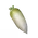 Radish