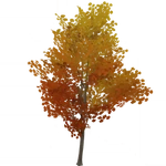 金葉の珍枝の木 (55キロバイト) 金葉の珍枝の木