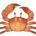 Sun Crab (Furnishing)