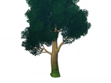 Landform/Tree