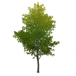 「篝火の木」 (44キロバイト) 「篝火の木」