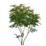 茂生櫨青 (56キロバイト) 茂生櫨青