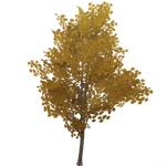 黄葉の珍枝の木 (56キロバイト) 黄葉の珍枝の木